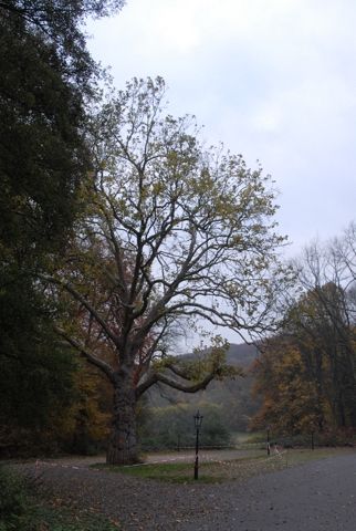 mettlach_07_036