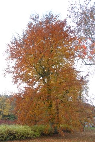 mettlach_07_100
