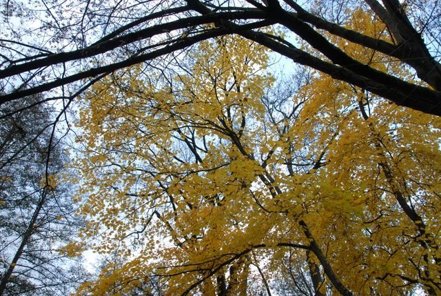 mettlach_07_116
