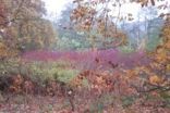 th_mettlach_07_029