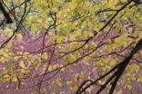 th_mettlach_07_047
