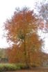 th_mettlach_07_100
