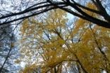 th_mettlach_07_116