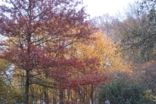 th_mettlach_07_117