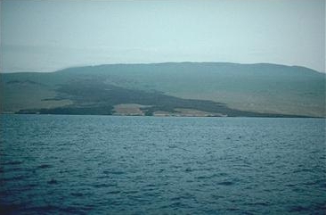 Alcedo kurz vor Sonnenaufgang