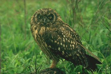 Galápagos-Ohr-Eule