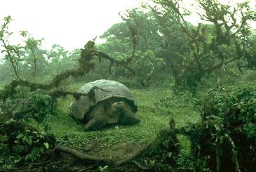 Elefanten-Schildkröte