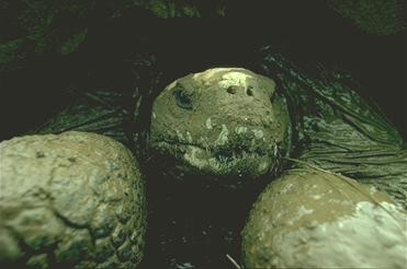 Elefanten-Schildkröte, Kopf eingezogen