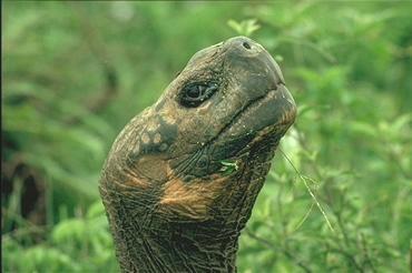 Elefanten-Schildkröte, Kopf