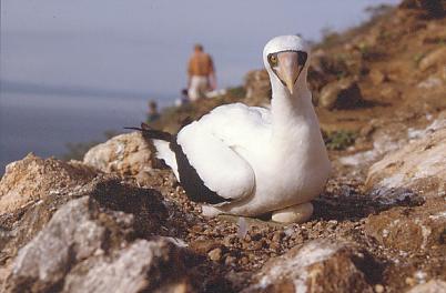 Maskentölpel bebrütet Ei