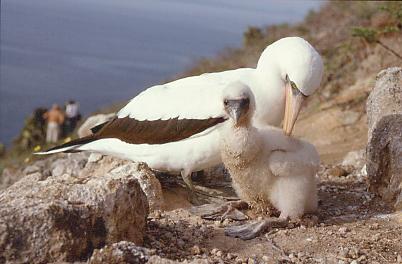 Maskentölpel mit Jungvogel