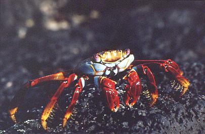 Rote Klippenkrabbe