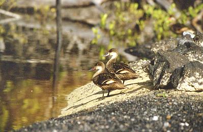 Bahamaenten-Pärchen