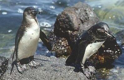 Galápagos-Pinguine