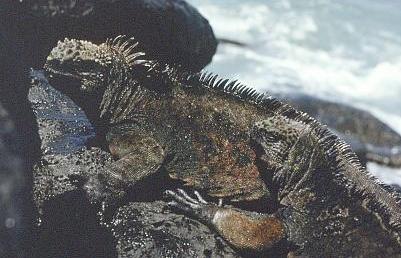 2 Meerechsen auf einem Felsen