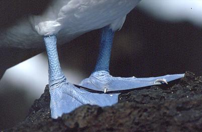 Füße des Blaufußtölpels