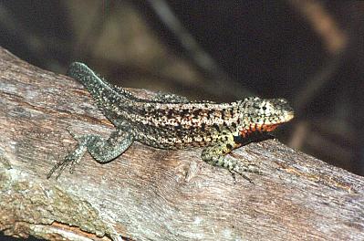 Lavaechse, Männchen