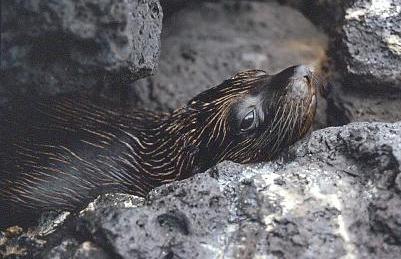Pelzrobben-Weibchen