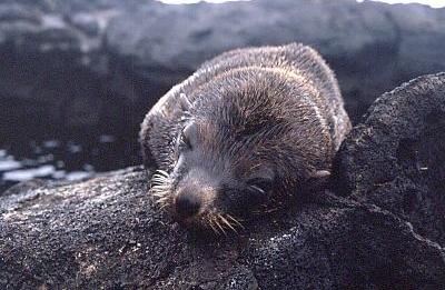 Pelzrobben-Männchen