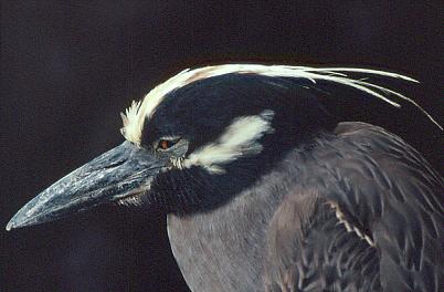 Yellow Crowned Night Heron