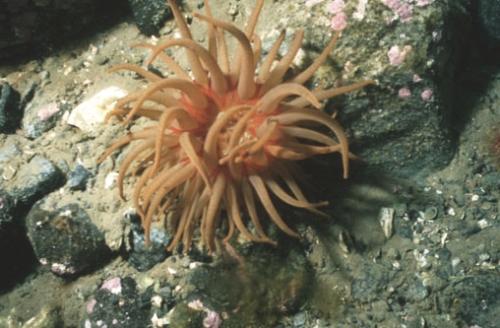 Seeanemone