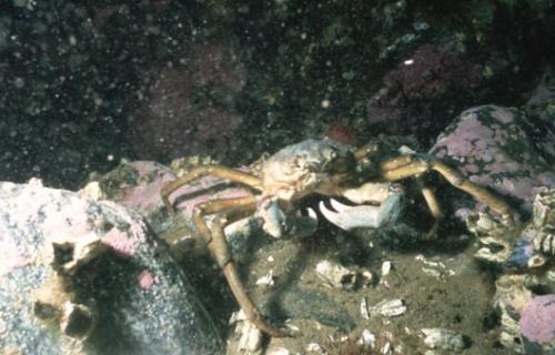 Nordische Seespinne