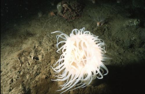 weiße Seeanemone