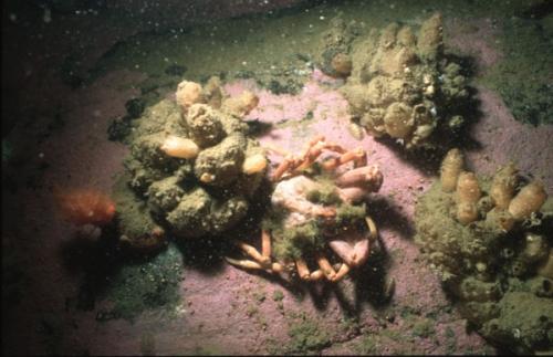 getarnte Nordische Seespinne