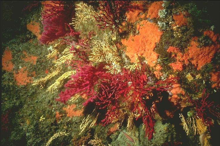 Rote und Gelbe Gorgonien