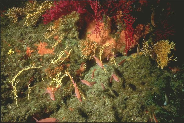 Rote Fahnenbarsche unter Gorgonien