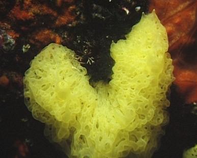 Gelber Gitterkalkschwamm