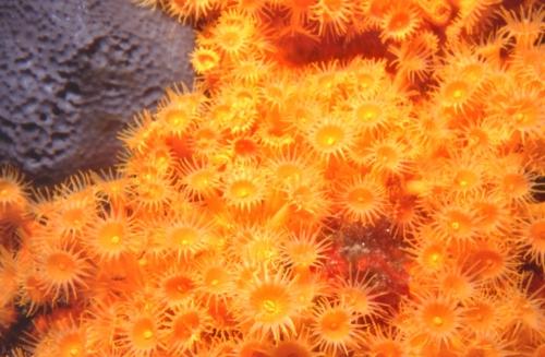 Gelbe Krustenanemonen