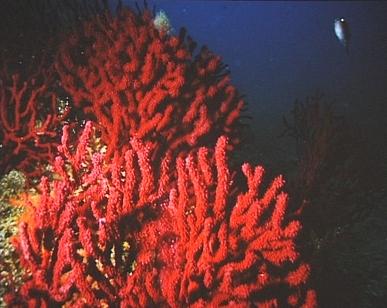 Rote Gorgonien