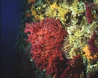 Gorgonienwand
