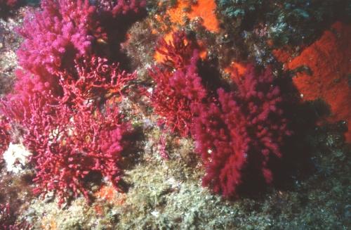 Rote Gorgonien mit teilweise ausgefahrenen Polypen
