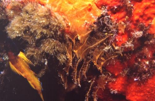 Baumförmige Hydroidpolypen-Kolonie, Gelber
Spitzkopf-Schleimfisch u.a.