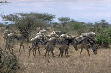 Grevy-Zebras