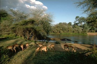 Impalas und Geierperlhühner