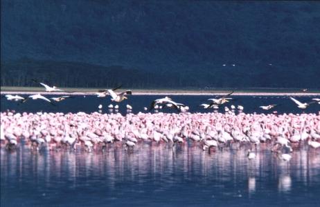 Zwergflamingos