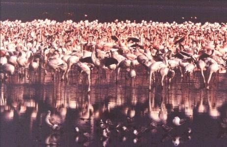 Flamingos, Watvögel