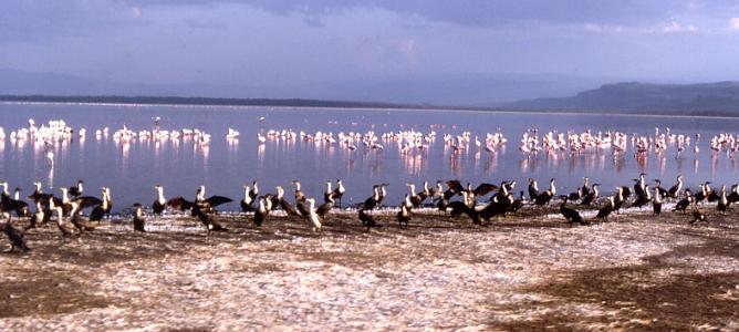 Flamingos, Weißbrustkormorane