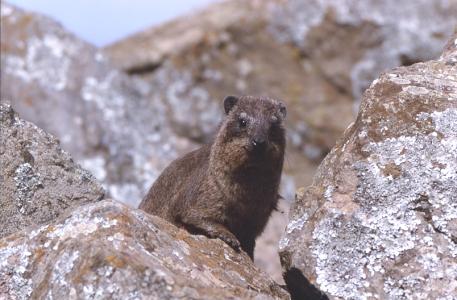 Rock Hyrax