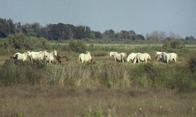 Pferde in der Camargue