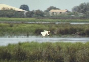 Seidenreiher im Flug