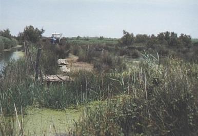 Landschaft in der Camargue