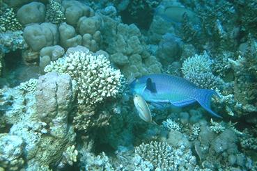 Rotmeer-Buckelkopf und Rotmeer-Junker