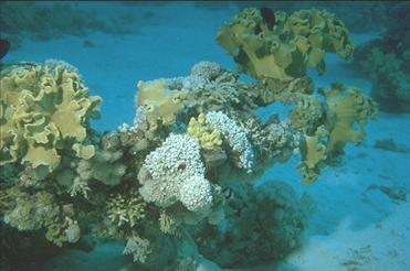 Gewundene Krater- oder Salatkorallen und Große Heteroxenien