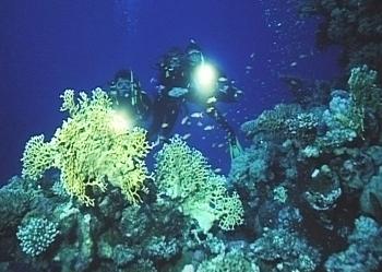 Gitter-Feuerkorallen, Juwelen-Fahnenbarsche