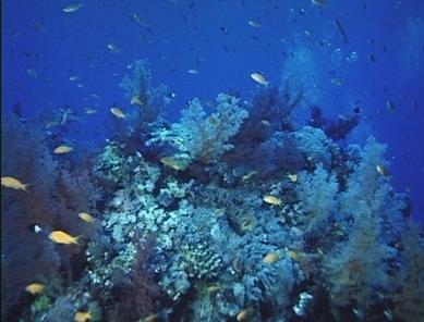 Weichkorallen am Riff; Juwelen-Fahnenbarsche