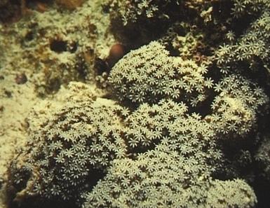 Orgelkorallen-Kolonie